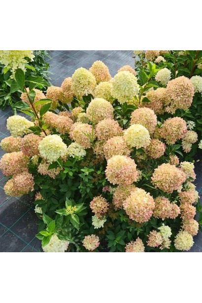 Компактний кущ гортензії ’Лівінг Коттон Крем’ у саду